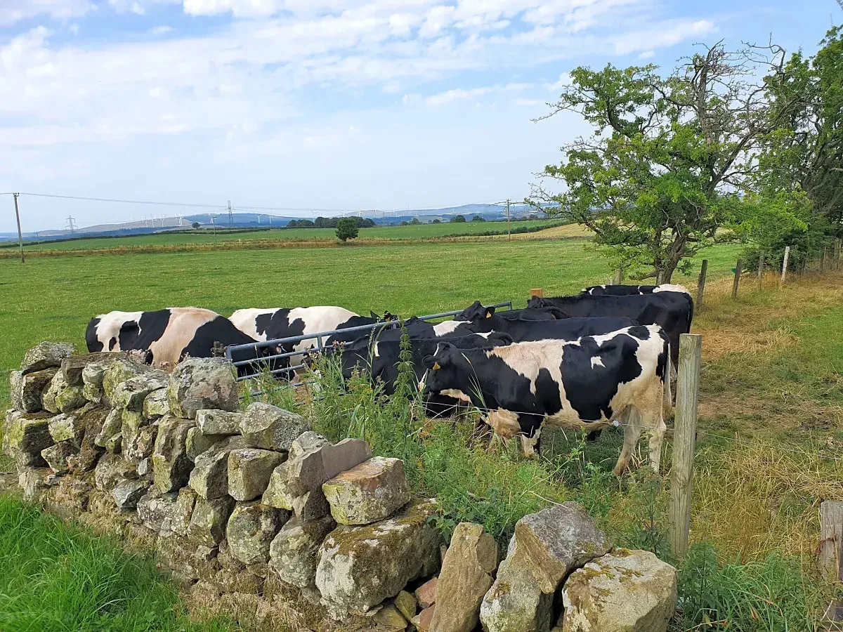 Touring pitch at Collierhall Farm