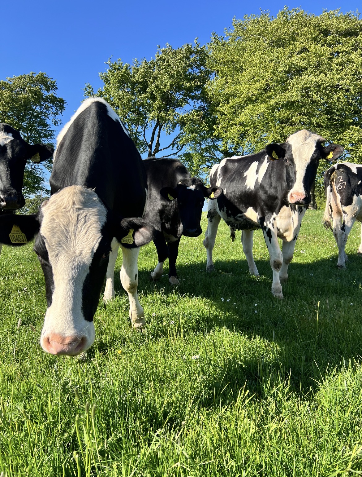 Cows at Collierhall Farm