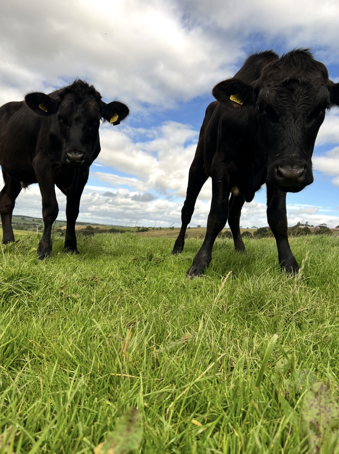 Cattle looking toward the camera at Collierhall Farm