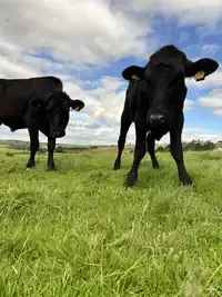 Two black cattle looking toward the camera in a field at Collierhall Farm