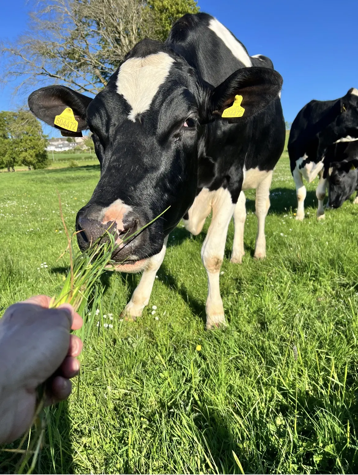 Feeding cattle at Collierhall Farm
